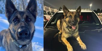 Hero K9 tracks down 12-year-old missing in freezing weather — thank you