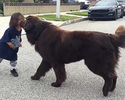 Newfoundland Gives Good Luck Kisses Before Toddlers Big Game