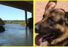 Dog ‘Killing’ Parasite Known As Heterobilharzia Americana Has Been Found In A Local River