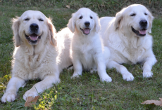 Golden Retriever Dog Breed Facts & Information