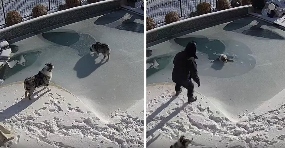 dog frozen pool | Paw My Gosh Dog Falls Through Surface Of Frozen Pool, And Dad Comes Over In A Panic