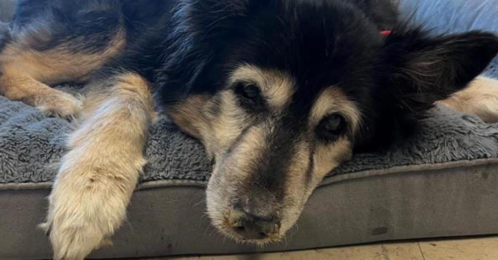 Senior dog was returned to shelter for “being boring” — rescuers discover what’s really wrong