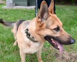 Shelter dog was was set to be euthanized — now has a new life as a fire department K9
