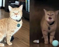 Cala, musical cat behind viral hit “I Go Meow,” has died — see the beautiful tributes to this beloved star
