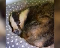 Family Finds Badger Making Himself At Home And Napping On Their Cat’s Bed