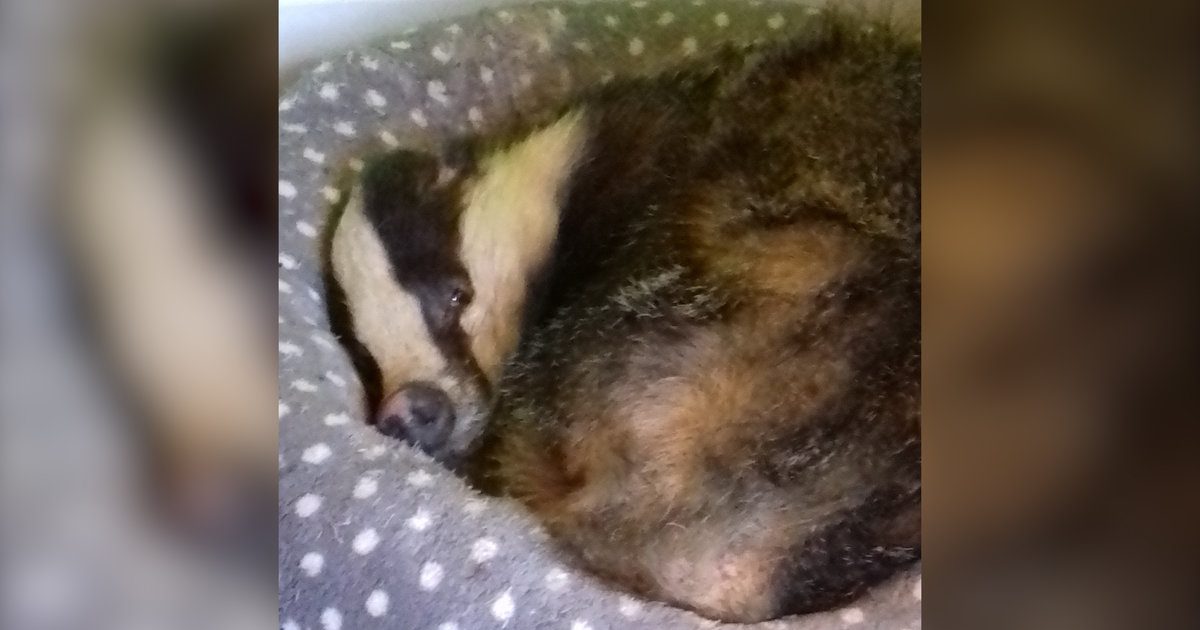 Family Finds Badger Making Himself At Home And Napping On Their Cat’s Bed