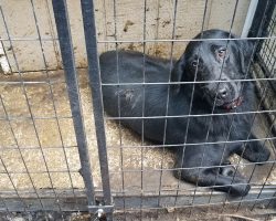 28 retired police and military dogs were found living in filth and neglect — now looking for homes