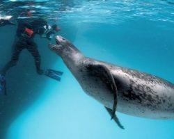 Photographer Has Amazing Encounter With Antarctica’s Most Deadly Predator