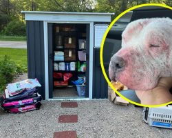 Sick dog was surrendered when his owners couldn’t afford medication — inspires pet pantry for those in need