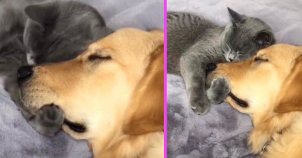 Mom Walks In On The Most Adorable Moment Between The Cat And Dog
