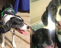 Guy Attempts To Put Down His Healthy Dogs Because His Girlfriend Asks Him To