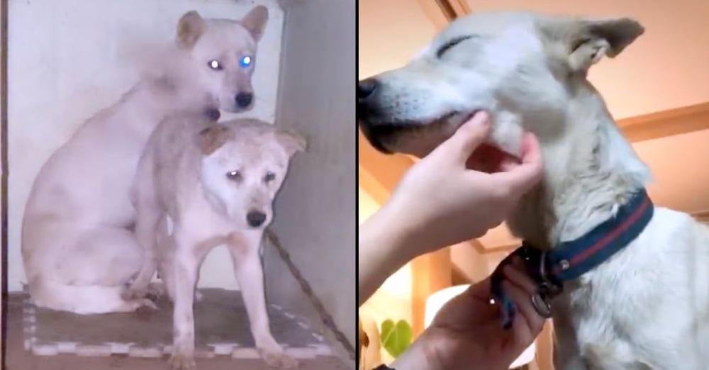 Dog Who Was Chained For Years Wags Her Tail When She Has Her Collar Removed