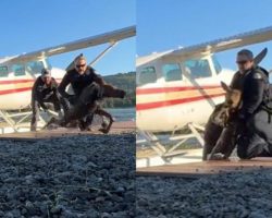 Officers, bystander save moose calf from “certain demise” after falling into lake