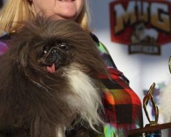 Unique-looking Pekingese named Wild Thang triumphs in 2024 “World’s Ugliest Dog” contest