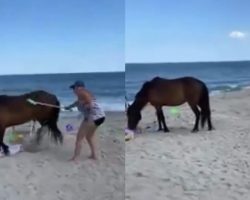Woman ‘Whacked’ Wild Horse With Shovel And Did Not Expect To Receive “Instant Karma”