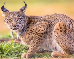 One of the world’s rarest big cats is no longer listed as endangered in major conservation win