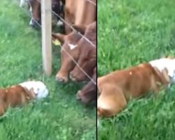 Friendly Bulldog Shyly Approaches Cattle, Gets Rewarded With Lots Of Kisses