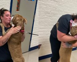 Woman reunites with her emotional support dog who was missing for 2 years: “Not a dry eye in the room”