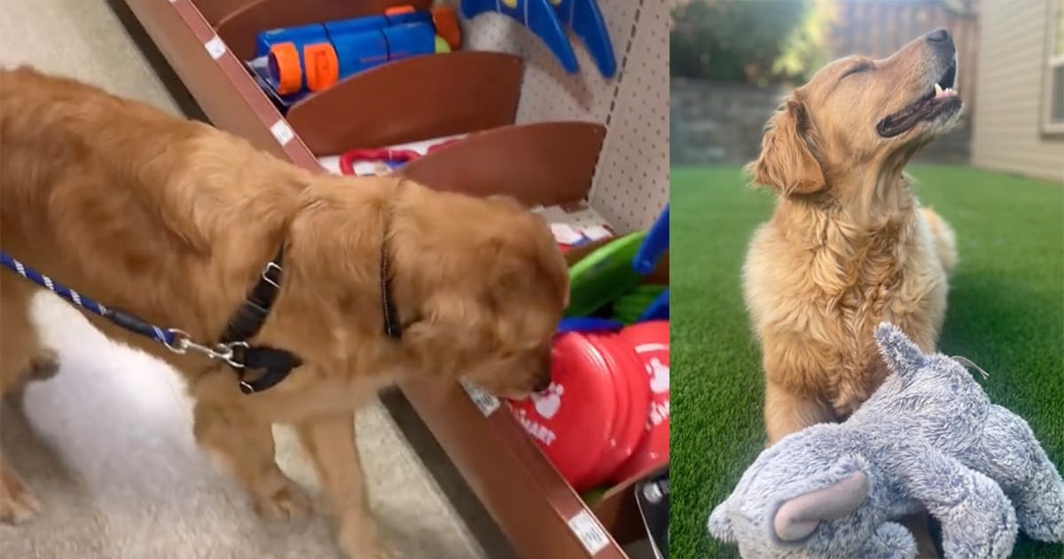 Dog rescued from the street gets to pick out his first-ever toy in heartwarming video