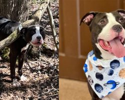 Obie, abandoned dog who was found tied up to tree, finally adopted after 60 days