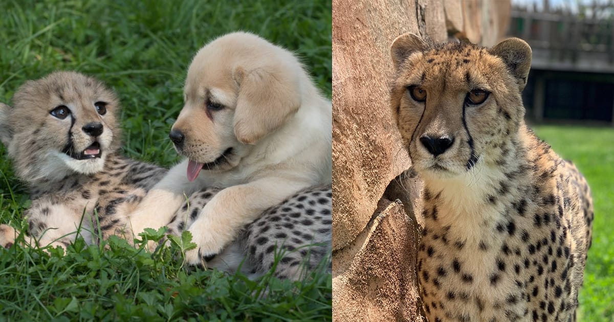 Emmett, cheetah famous for lifelong friendship with Labrador retriever, has died — rest in peace