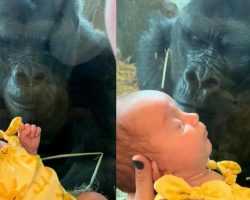 Gorilla kisses woman’s baby in heartwarming viral video