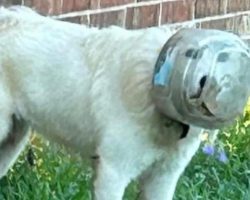 Stray dog had plastic bowl stuck on head: rescue team goes the extra mile to free her