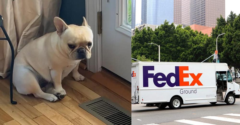 French bulldog stolen by FedEx driver, dies in hot truck as he continues deliveries