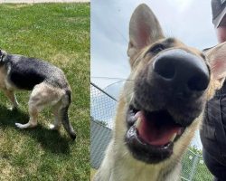 German Shepherd rescued from hot car gets adopted by responding officer