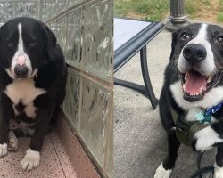 Shelter dog was “heartbroken” after losing home of 8 years — transforms after a familiar face comes to visit