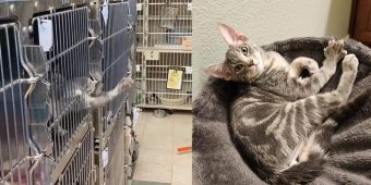 Clever “escape artist” cat impressively breaks out of shelter kennel — soon gets good news