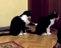 Cat Hilariously Tries To Apologize To His Best Friend