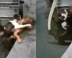 Dog Jumps into Water to Save Drowning Cat