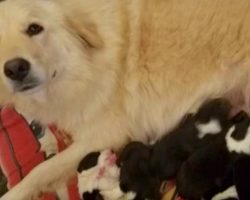 Mom was devastated when she lost her pups in a barn fire, but what they do for her is amazing