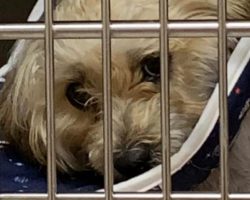 1-year-old puppy was thrown from moving vehicle — community raises thousands to pay for her surgery