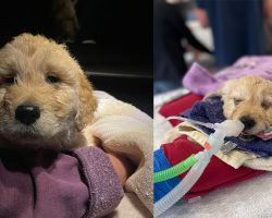 7-week-old puppy with birth defect taken to be euthanized — but vet steps in to save his life