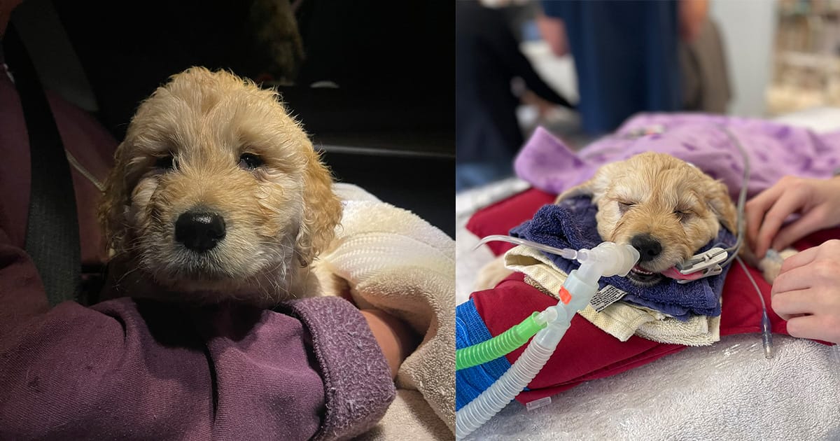 7-week-old puppy with birth defect taken to be euthanized — but vet steps in to save his life