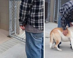 Dog With ‘No Personality’ Smiles When He Sees His Dad Again