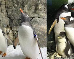 Sphen, penguin famous for hatching two chicks with same-sex partner, has died — rest in peace