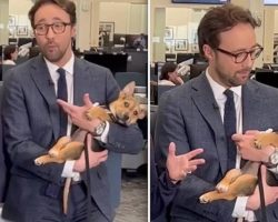 News Anchor’s Sweet Reaction When Puppy Falls Asleep In His Arms Gets Her Adopted