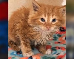 Employees find scared, soaked kitten hiding in their car wash, save his life just in time