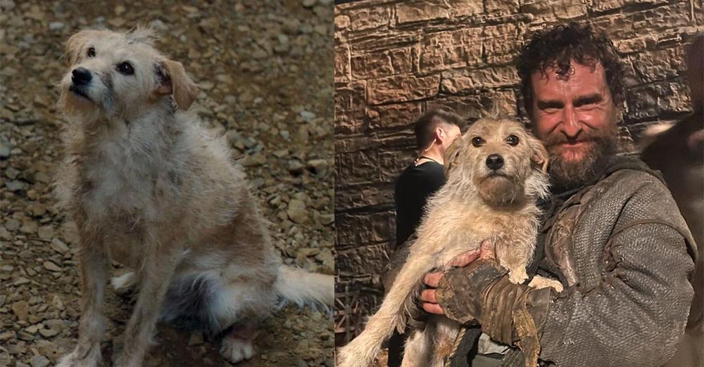 Meet Bobby, the former stray dog who is the breakout star of “House of the Dragon”