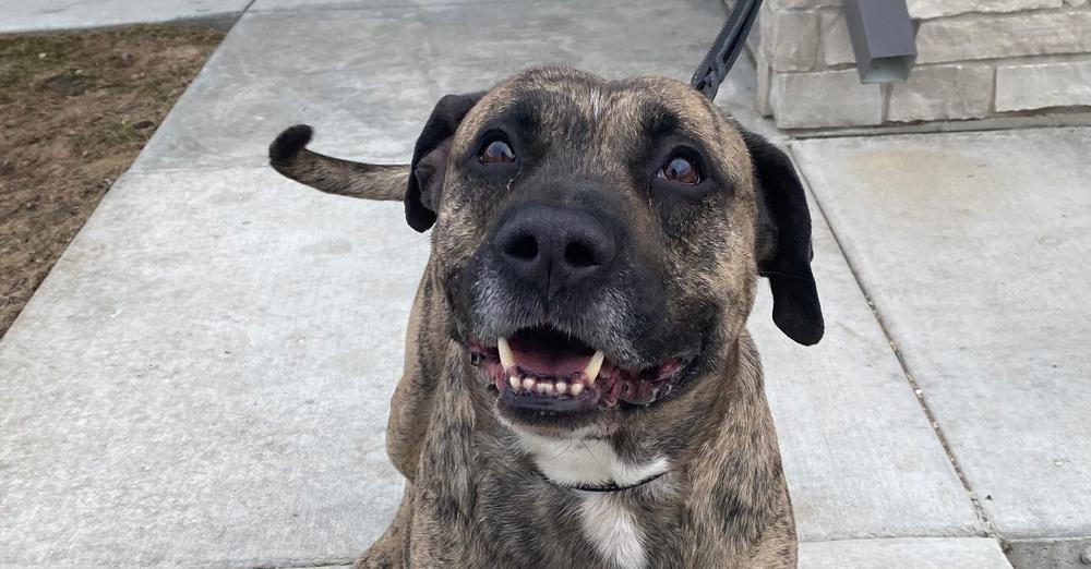 “Sweet old man” dog finally adopted after more than 500 days in shelter — congrats