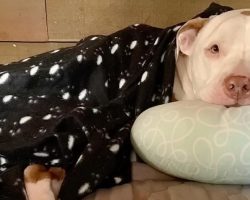 Dog Living With Homeless Owner Gets His First Taste Of Peace