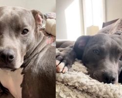 Three-legged dog left in dumpster now living his best life — sends “revenge” message to the person who abandoned him
