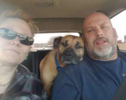 Man Leaves Car Door Open At Gas Station, Stray Dog Sneaks In And Asks To Be Adopted