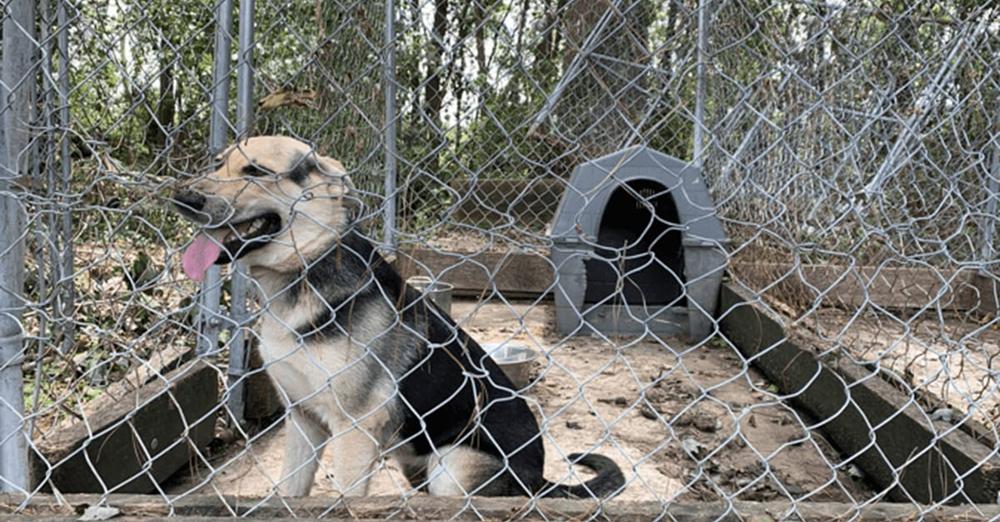 Dog spent 4 years locked in small backyard pen — now he’s finally free
