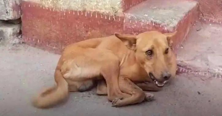 Rescuers Save Stray Dog With A Bone Stuck In Its Mouth Keep It Wide Open