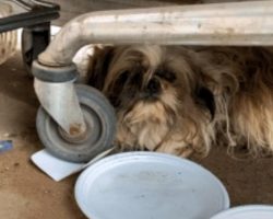 Ditched Dog Lay In Lot After Family Didn’t Want Him, Slept Beneath Shopping Cart