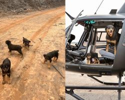 Rottweiler mom and 4 pups rescued after being trapped for days following wildfire